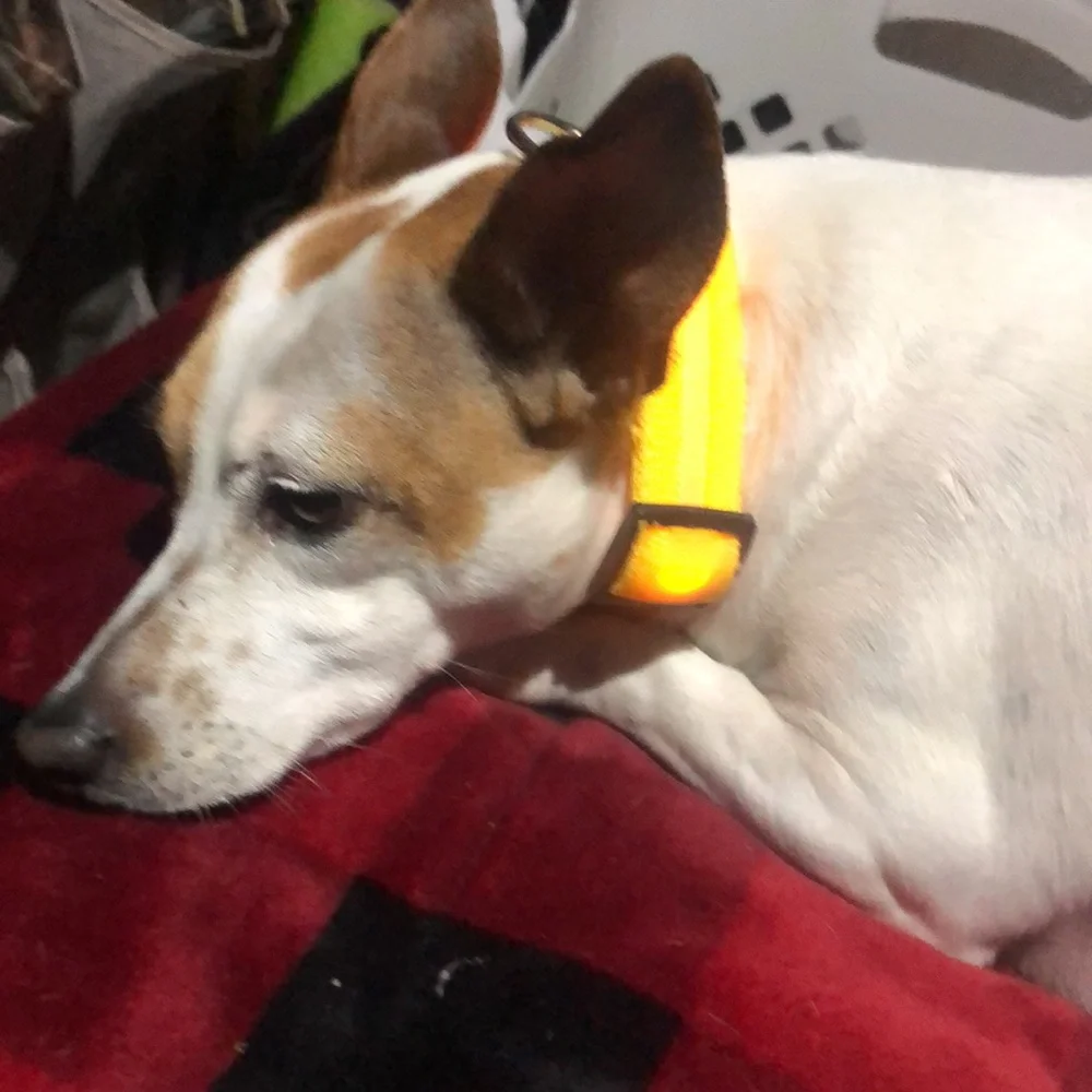 🛍Light up Dog collar with ring.‎